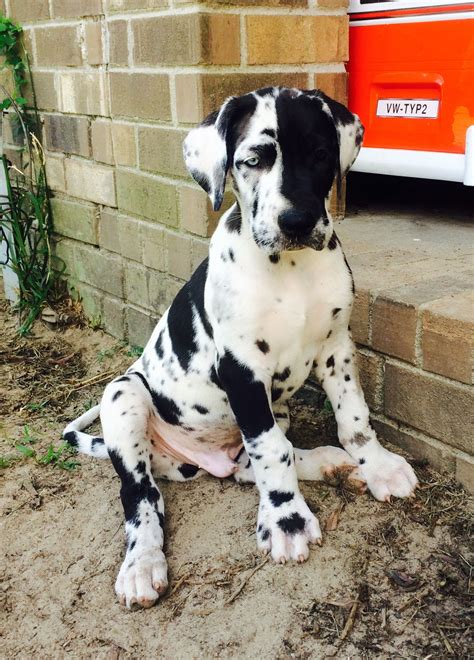 Harlequin great dane puppies - Call (719) 982-8320. The easygoing Great Dane, the mighty "Apollo of Dogs," is a total joy to live with, but owning a dog of such imposing size, weight, and strength is a commitment not to be entered into lightly. This breed is indeed great, but not a Dane. Harlequin Great Dane – Black Great Dane. Who We Are. We Love Your Pet, Just as You Do! 